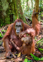 Fototapeta premium Orangutan baby and mother. Mother and cub in a natural habitat. Bornean orangutan (Pongo pygmaeus wurmbii) in the wild nature. Rainforest of Island Borneo. Indonesia.