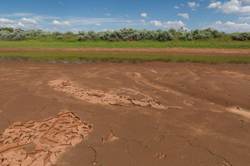 The mud along the edges of a waterhole is dry, cracked and curling up in the summer heat. Tracks in the mud show the passage of animals who have gone to get water.