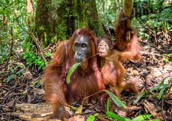 Orangutan baby and mother. Mother and cub in a natural habitat. Bornean orangutan (Pongo  pygmaeus wurmbii) in the wild nature. Rainforest of Island Borneo. Indonesia. © Uryadnikov Sergey