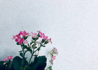 bright pink flowers with marble wall background with copy space (selective focus)