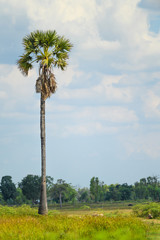 Sugar palm tree in a paddy rice field.