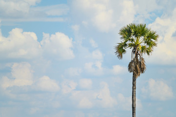 Alone Sugar palm tree with blue sky background.