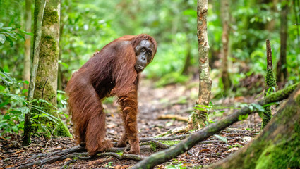 Bornean orangutan in the wild nature. Central Bornean orangutan ( Pongo pygmaeus wurmbii )  in natural habitat. Tropical Rainforest of Borneo.Indonesia © Uryadnikov Sergey
