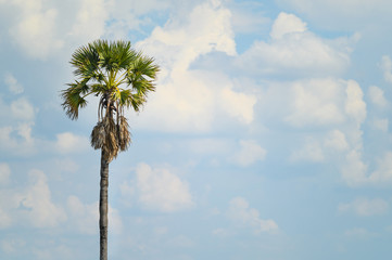 Alone Sugar palm tree with blue sky background.