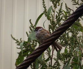 Sparrow. Sparrow on a metal cable. Little bird. Passer Domesticus. Green grass