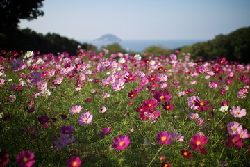 秋桜畑から海を望む