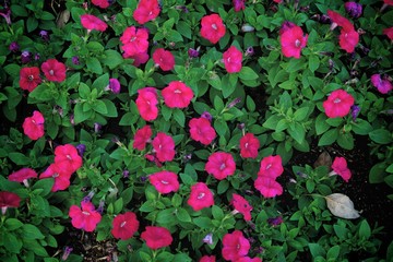 鮮やかな赤い花