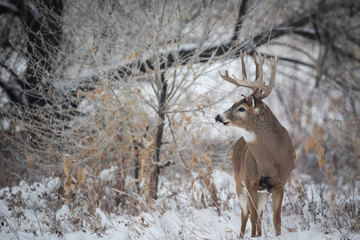 Whitetail Buck in Snow