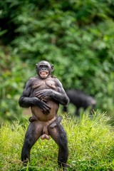 The Bonobo ( Pan paniscus) mother  standing on her legs and hand up. Bonobo with cub on тhe back. Short distance, close up. Democratic Republic of Congo. Africa