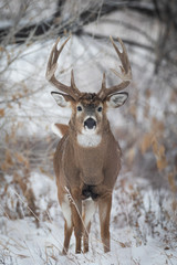 Big Buck in Snow © David