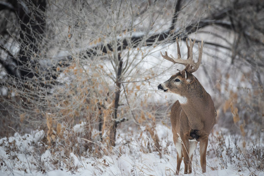 Big Whitetail Bucks In Snow