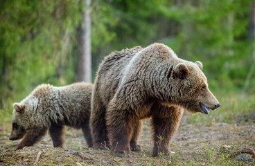 Fototapeta premium Wild adult Brown Bear ( Ursus Arctos ) in the summer forest.