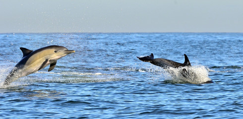Fototapeta premium Dolphin, swimming in the ocean. Dolphin swim and jumping from the water. The Long-beaked common dolphin (scientific name: Delphinus capensis) in atlantic ocean.