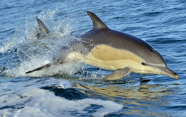 Dolphin, swimming in the ocean. Dolphin swim and jumping from the water. The Long-beaked common dolphin (scientific name: Delphinus capensis) in atlantic ocean.