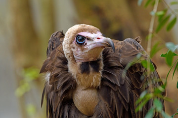 Hooded Vulture(Necrosyrtes monachus) close-up detailed view of face