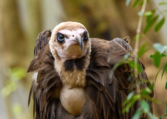 Hooded Vulture(Necrosyrtes monachus) close-up detailed view of face