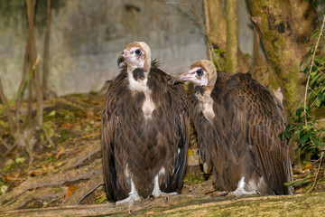 Pair of Hooded Vultures (Necrosyrtes monachus)