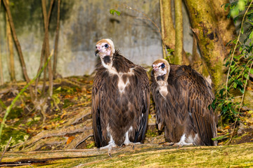 Pair of Hooded Vultures (Necrosyrtes monachus)