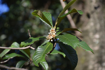 冬の陽射しを浴びるビワの花