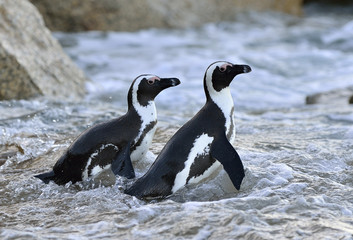Obraz premium African penguins (spheniscus demersus) go ashore from the ocean. South Africa.