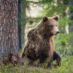 Obraz na płótnie Canvas Wild adult Brown Bear ( Ursus Arctos ) in the summer forest.