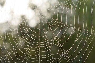 Closeup of spider web with water drops