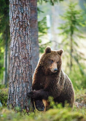 Wild adult Brown Bear ( Ursus Arctos ) in the summer forest.