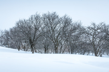 Winter Landscape with Snow Covered Trees and Ground