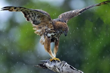  Predator bird on the tree. The changeable hawk-eagle or crested hawk-eagle (Nisaetus cirrhatus). Yala National Park. Sri Lanka