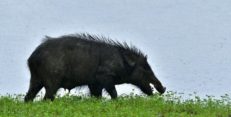 The Indian boar (Sus scrofa cristatus), also known as the Andamanese pig or Moupin pig. Yala...