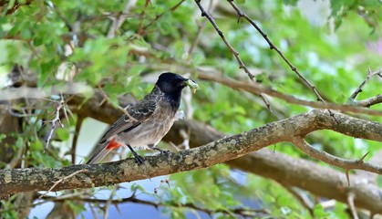 The red-vented bulbul (Pycnonotus cafer) is a member of the bulbul family of passerines. Sri Lanka. Yala National Park.