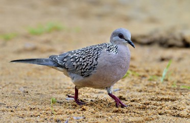 The spotted dove (Spilopelia chinensis) walk on the sand