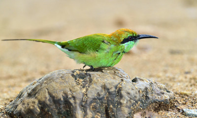 Bee-eater on the stone. Yellow sand background. The Green Bee-eater. Merops orientalis, (sometimes Little Green Bee-eater).  Sri Lanka.