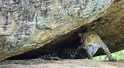 Leopard on a rock. The Female of Sri Lankan leopard (Panthera pardus kotiya). Sri Lanka. Yala...