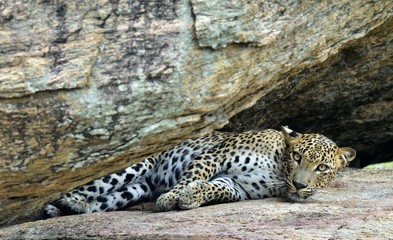 Leopard on a rock. The Female of Sri Lankan leopard (Panthera pardus kotiya). Sri Lanka. Yala National Park.