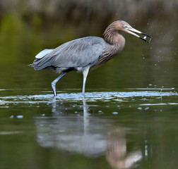 Little Blue Heron (Egretta caerulea) fishing, goes on water.  Natural background. Cuba