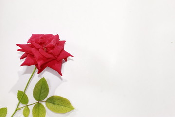 Beautiful red rose flower on white background