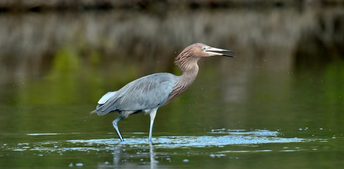 Little Blue Heron (Egretta caerulea) fishing, goes on water.  Natural background. Cuba