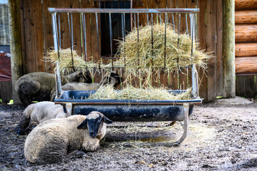 sheep in a dirt floor pin with a hay feeding trough 