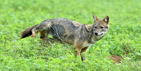 Jackal marks territory. Close-up wildlife photo of Canis aureus, Indian jackal, standing on green...