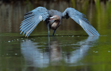Little Blue Heron (Egretta caerulea) fishing, goes on water.  Natural background. Cuba