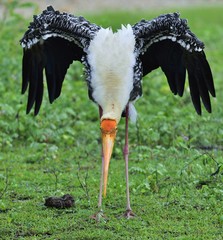 Painted stork with open wings on the green grass background. The painted stork (Mycteria...
