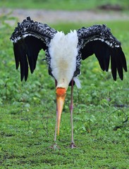 Painted stork with open wings on the green grass background. The painted stork (Mycteria...