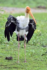 Painted stork with open wings on the green grass background. The painted stork (Mycteria leucocephala) is a large wader in the stork family. Sri Lanka. Yala national park.