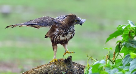 Predator bird on the tree. The changeable hawk-eagle or crested hawk-eagle (Nisaetus cirrhatus). Yala National Park. Sri Lanka