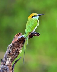 Bee-eater on the branch. Natural green background.The Green Bee-eater/ Merops orientalis, (sometimes Little Green Bee-eater).  Sri Lanka.