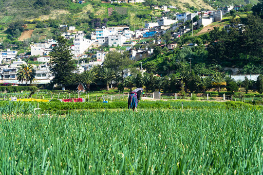 La mujer campesina est&aacute; revisando la cosecha.