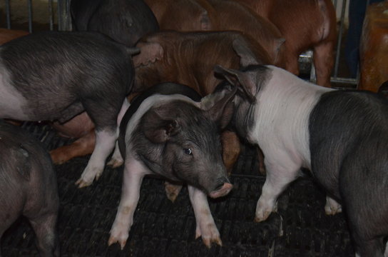 Cr&iacute;a de cerdo, ganado porcino