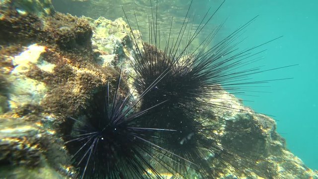 4K Close up approaching sea-hedgehogs with long thorns