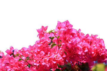 Beautiful pink red bougainvillea blooming isolated on white background, Bright pink red bougainvillea flowers as a floral background,Bougainvillea flowers texture ,Close-up Bougainvillea   isolated 